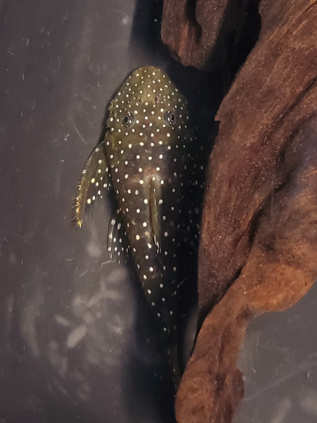 L235 Flyer Cat Pleco (Pseudolithoxus anthrax) — Predatory Fins