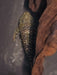 L235 Flyer Cat Pleco (Pseudolithoxus anthrax)