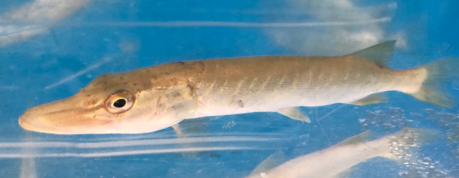 Chain Pickerel (Esox niger)