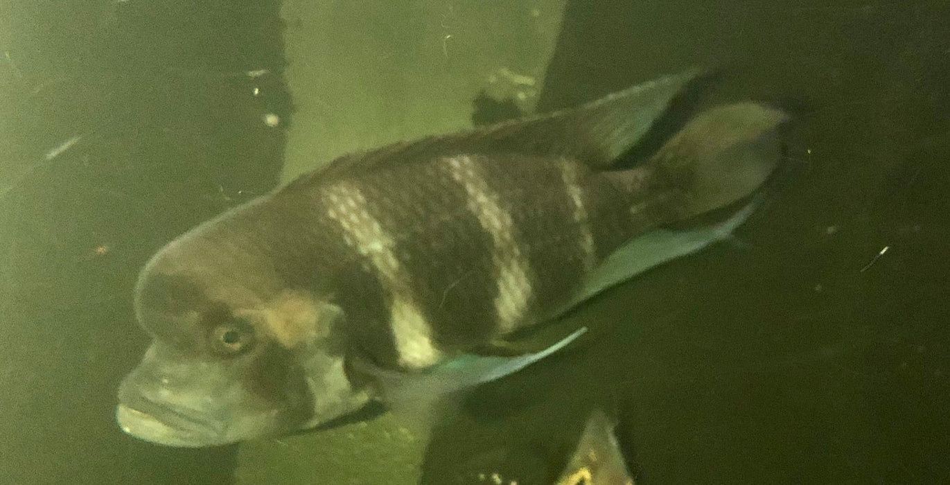 Blue Frontosa (Cyphotilapia frontosa)