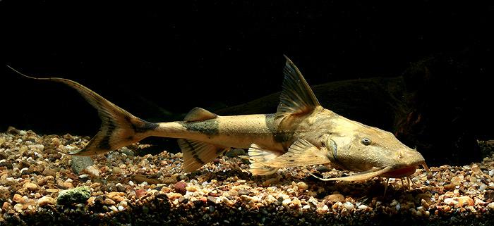Yarrelli Goonch Catfish (Bagarius yarrelli)