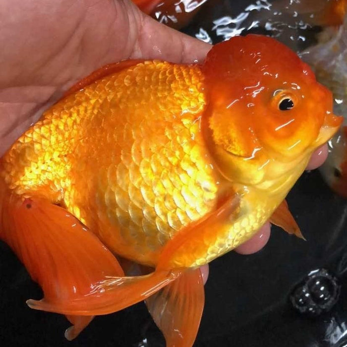 Oranda Goldfish (Carassius auratus)