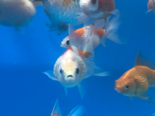 Load image into Gallery viewer, Ping Pong Pearlscale Goldfish (Carassius auratus)
