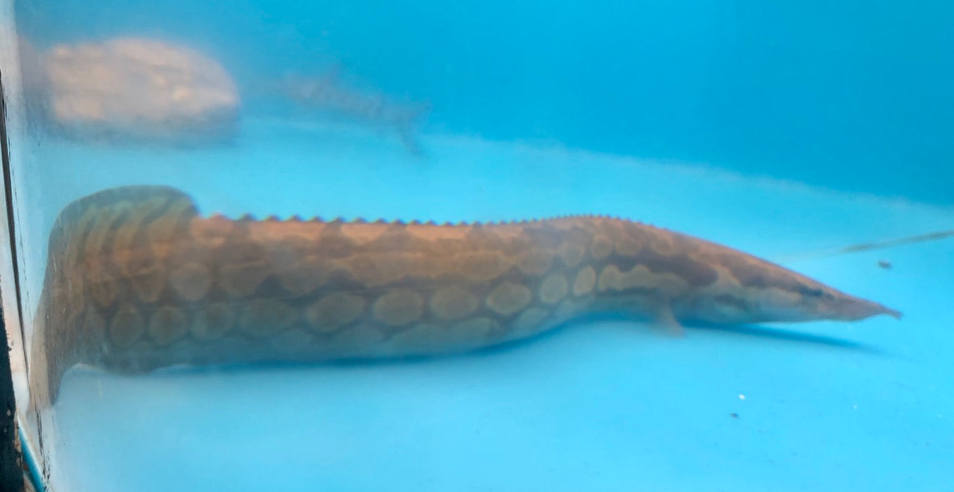 Tire Track Eel (Mastacembelus favus)