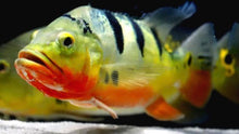 Load image into Gallery viewer, Wild Mono Peacock Bass (Cichla monoculus )
