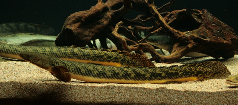 Teugelsi Bichir (Polypterus teugelsi)