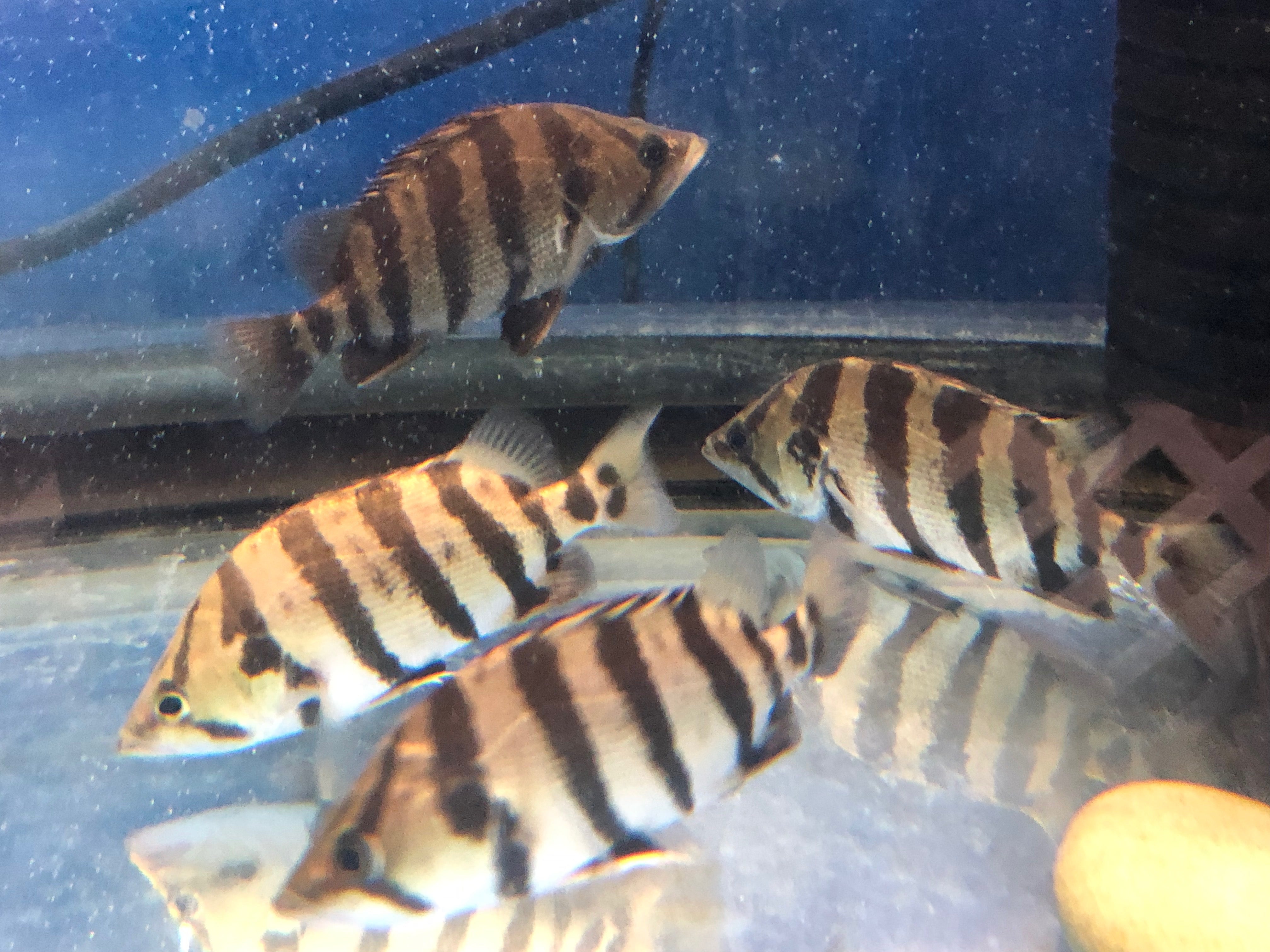 Silver Datnoid Tiger Fish (Datnioides polota)
