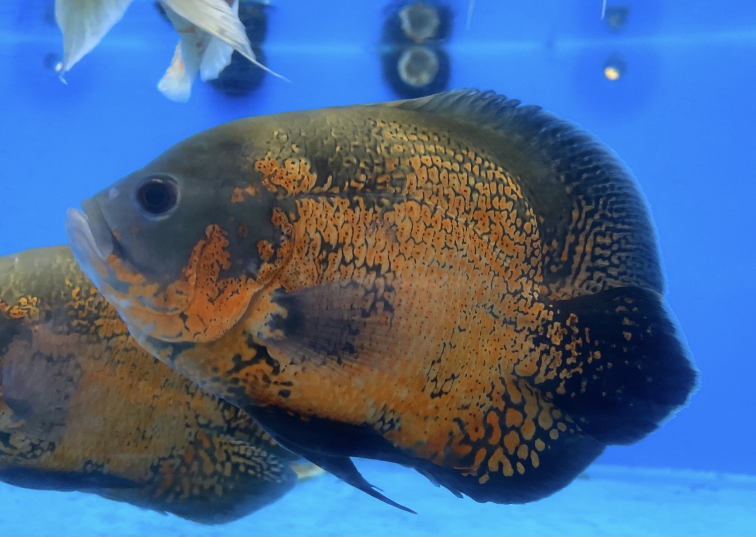 Short Body Red Oscar Cichlid (Astronotus ocellatus)