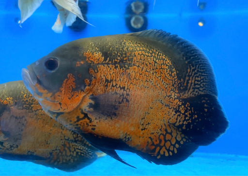 Short Body Red Oscar Cichlid (Astronotus ocellatus)