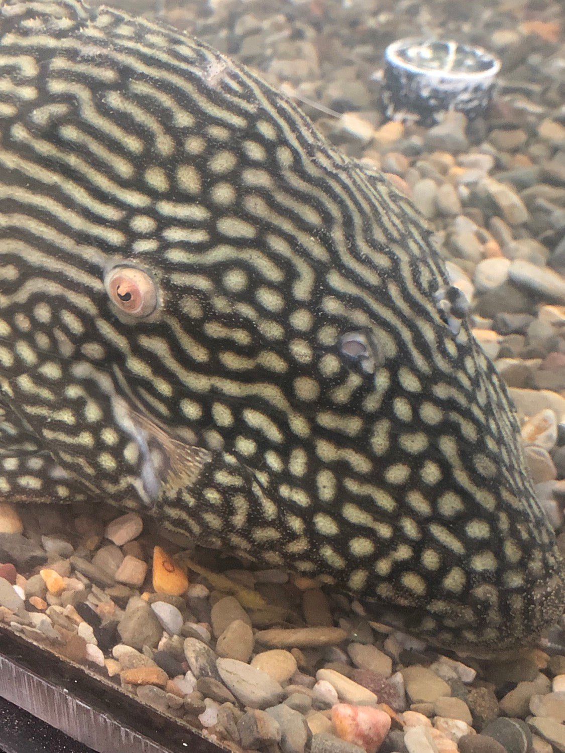 L330 Watermelon Royal Pleco (Panaque nigrolineatus laurafabianae)