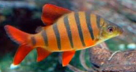Six Banded Distichodus (Distichodus sexfasciatus) – Predatory Fins