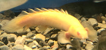 Load image into Gallery viewer, Albino Short Body Senegal Bichir (Polypterus senegalus)
