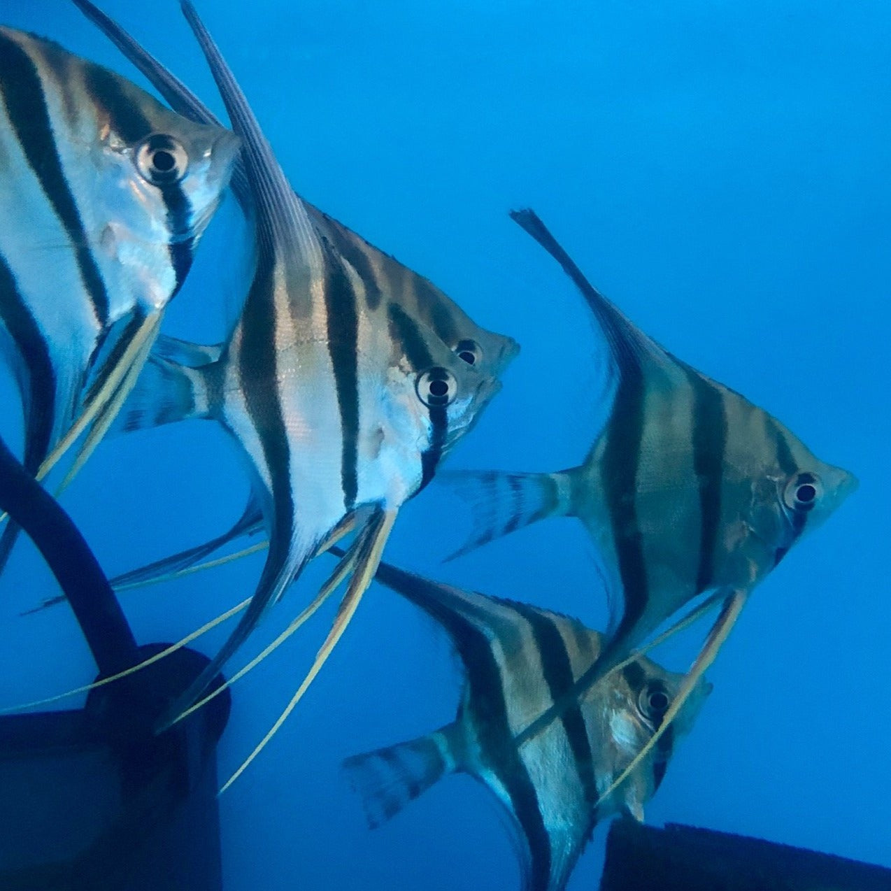 Altum Angelfish (Pterophyllum altum)