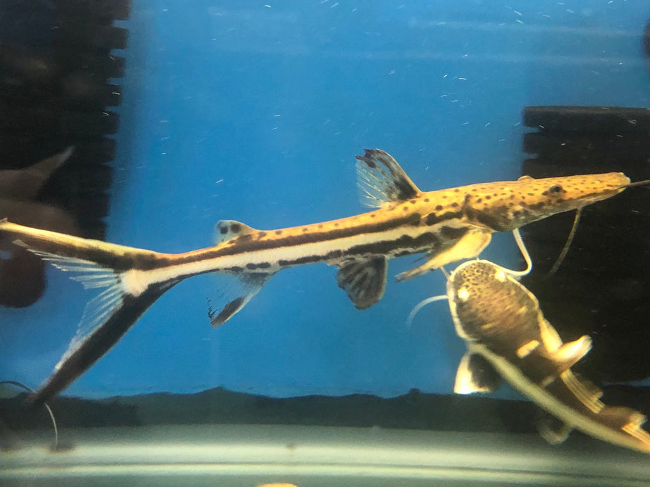Firewood Catfish (Sorubimichthys planiceps)