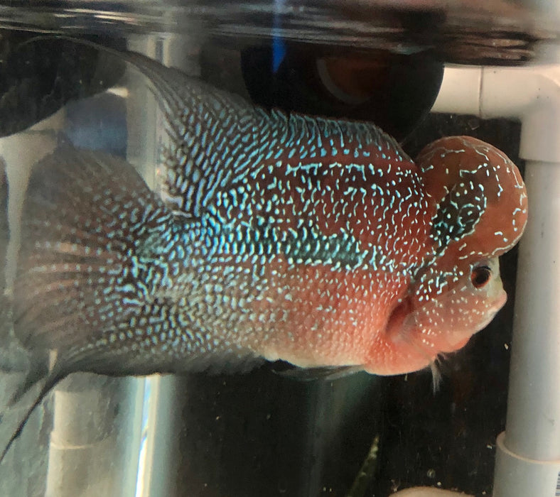 Red Dragon Flowerhorn Cichlid (Cichlasoma sp)