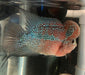 Red Dragon Flowerhorn Cichlid (Cichlasoma sp)