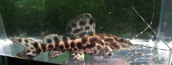 Marble Achara Catfish (Leiarius marmoratus)