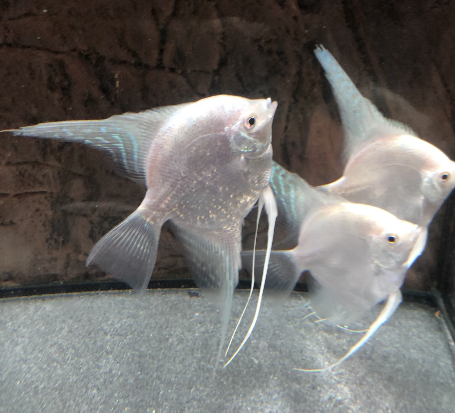 Platinum Angelfish (Pterophyllum scalare)