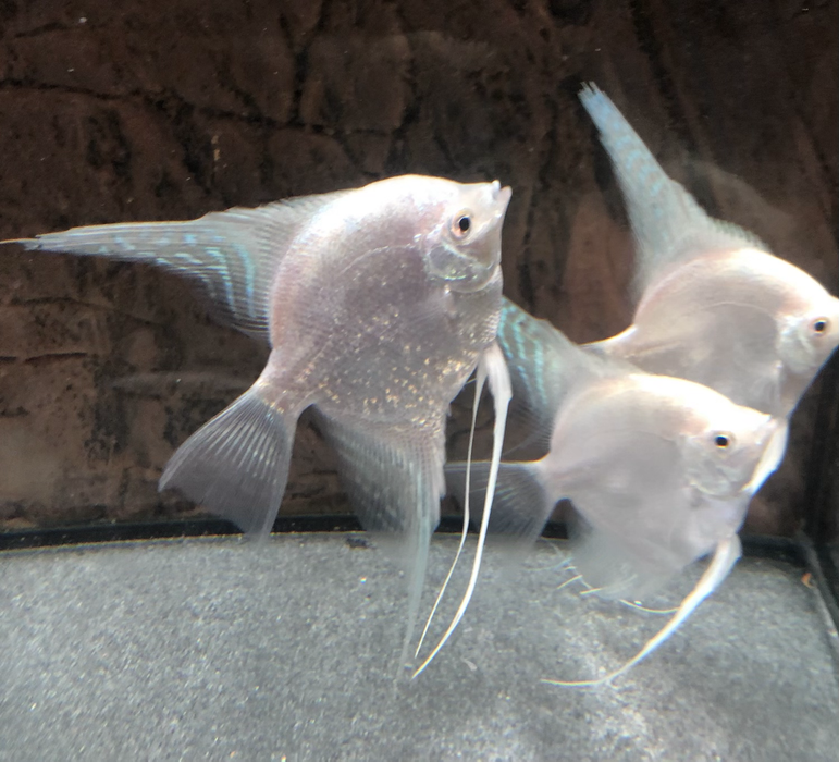 Platinum Angelfish (Pterophyllum scalare)