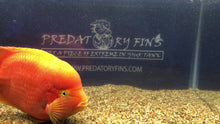 Load image into Gallery viewer, King Kong Red Mammon Parrot Cichlid (Cichlasoma sp)
