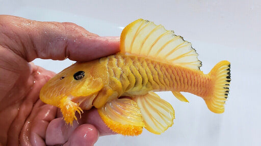 L056 Yellow Rubber Pleco (Parancistrus aurantiacus)