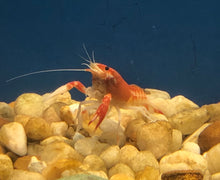 Load image into Gallery viewer, Fire Ball Ghost Crayfish (Procambarus clarkii)
