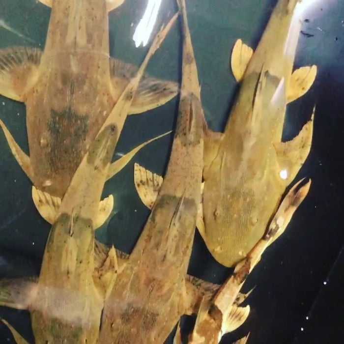 Yarrelli Goonch Catfish (Bagarius yarrelli)
Availability: in stock, ready to be shipped