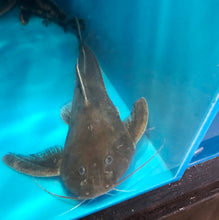 Load image into Gallery viewer, Silver Centrodoras Catfish (Centrodoras brachiatus)
