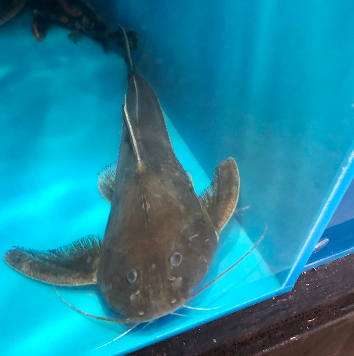 Silver Centrodoras Catfish (Centrodoras brachiatus)