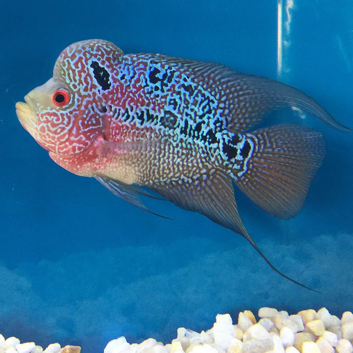 Red Dragon Flowerhorn Cichlid (Cichlasoma sp)