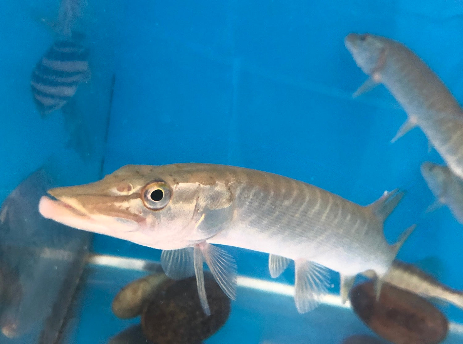 Chain Pickerel (Esox niger)