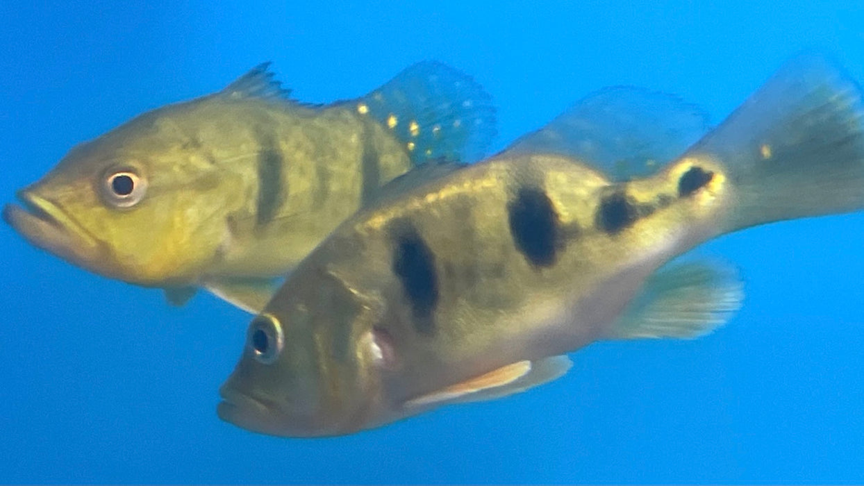 Short Body Butterfly Peacock Bass (Cichla ocellaris)