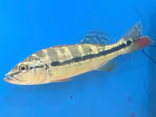 Load image into Gallery viewer, Wild Azul Peacock bass (Cichla piquiti)
