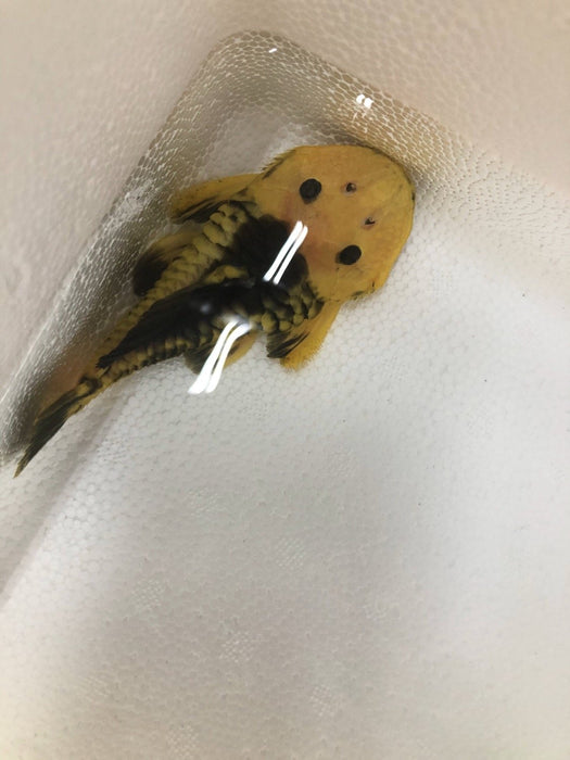 L056 Yellow and Black Rubber Pleco (Parancistrus aurantiacus)