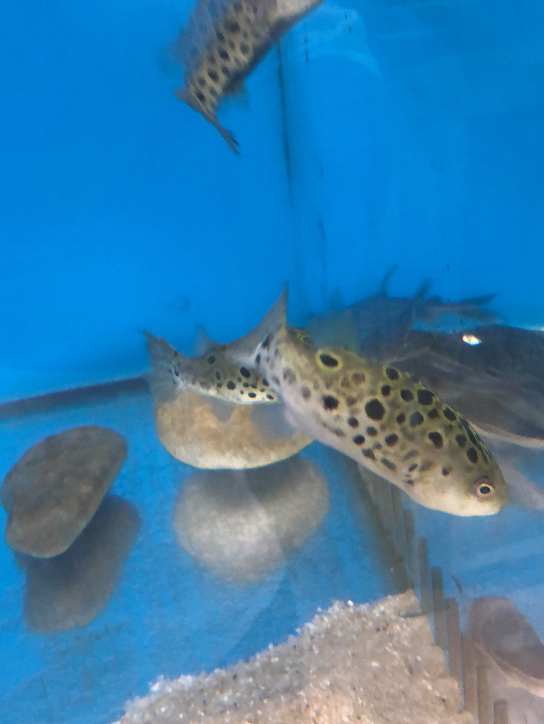 Spotted Congo Puffer Fish (Tetraodon schoutedeni)