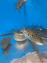 Load image into Gallery viewer, Spotted Congo Puffer Fish (Tetraodon schoutedeni)
