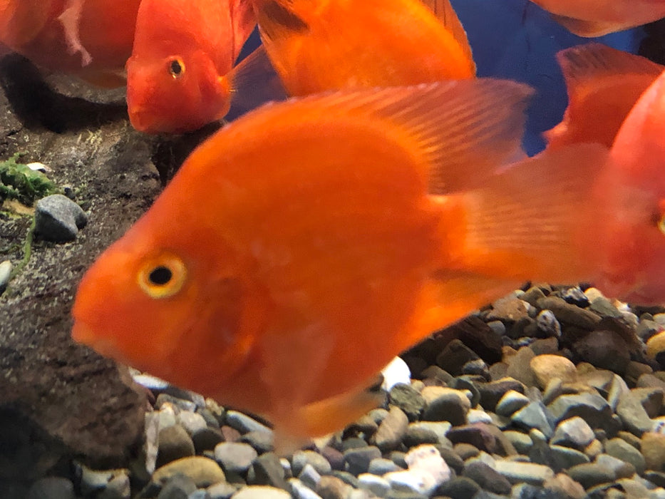 Blood Red Ingot Parrot Cichlid (Cichlasoma sp)