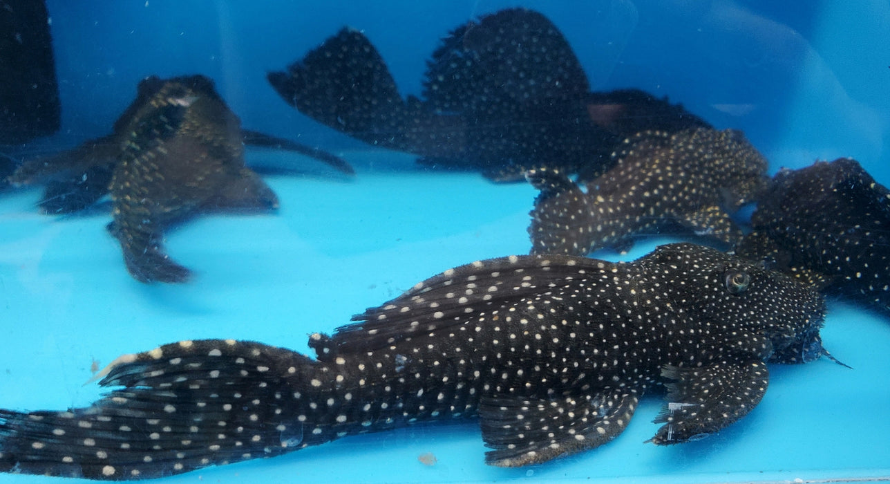 L241 Galaxy Vampire Pleco (Leporacanthicus galaxias)