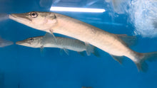 Load image into Gallery viewer, Chain Pickerel (Esox niger)
