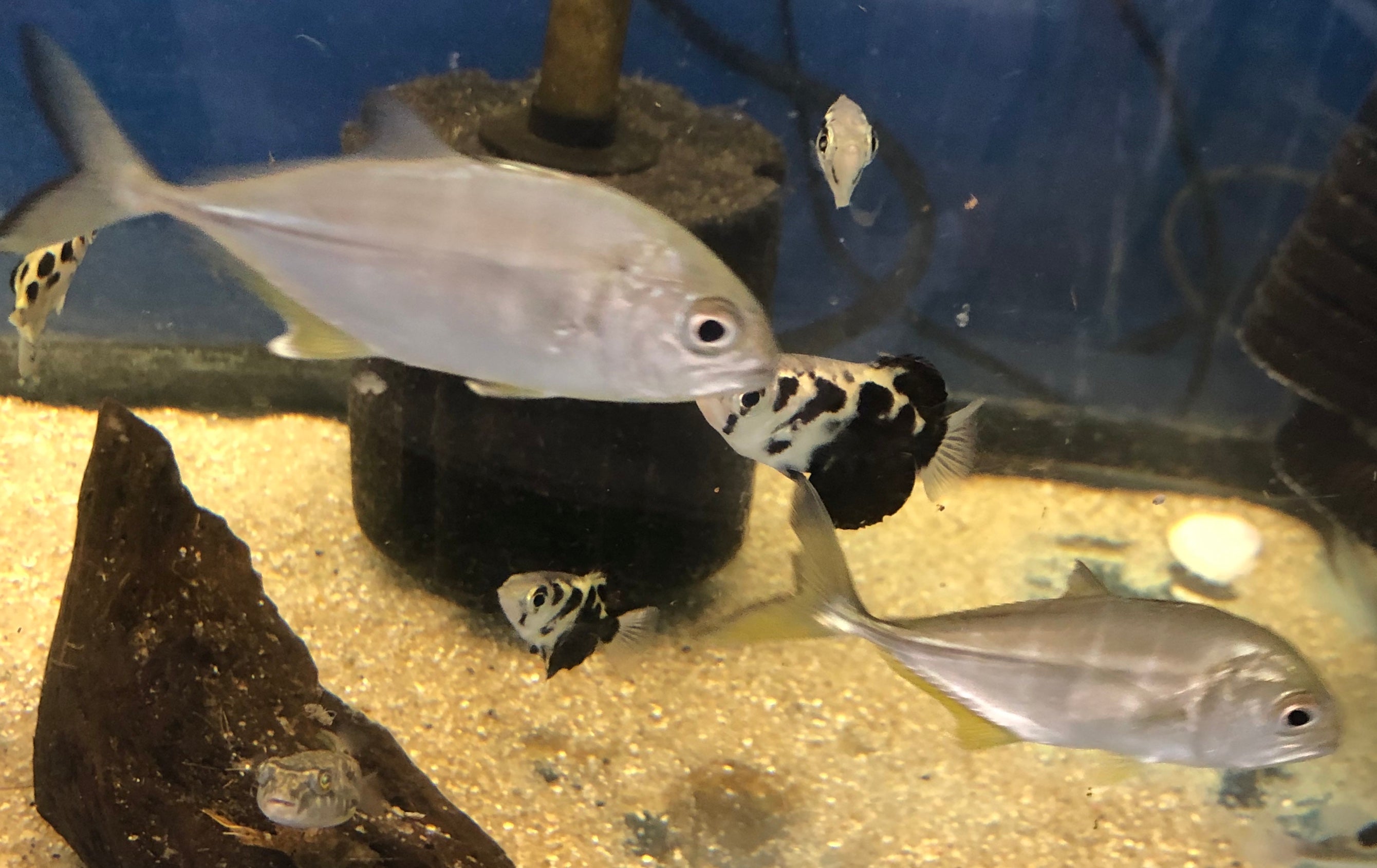 Giant Trevally (Caranx ignobilis)
