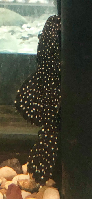 L241 Galaxy Vampire Pleco (Leporacanthicus galaxias)