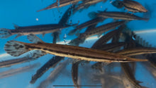 Load image into Gallery viewer, Florida Spotted Gar (Lepisosteus platyrhincus)

