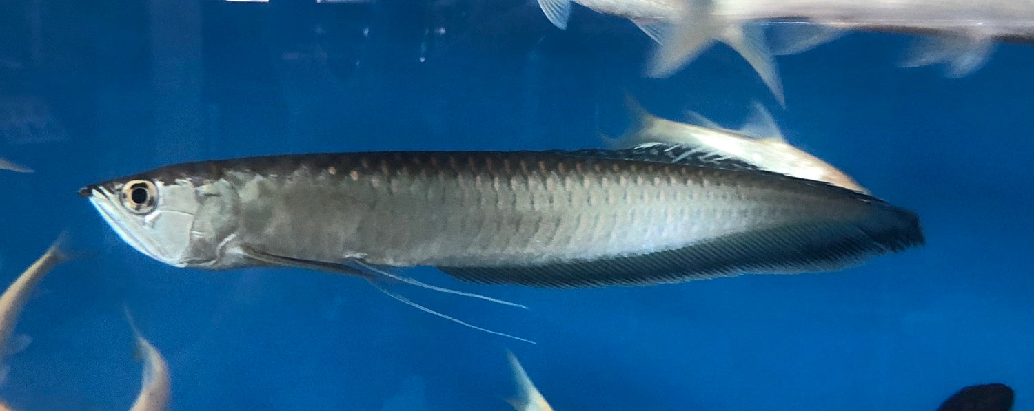 Black Arowana (Osteoglossum Ferreirai)