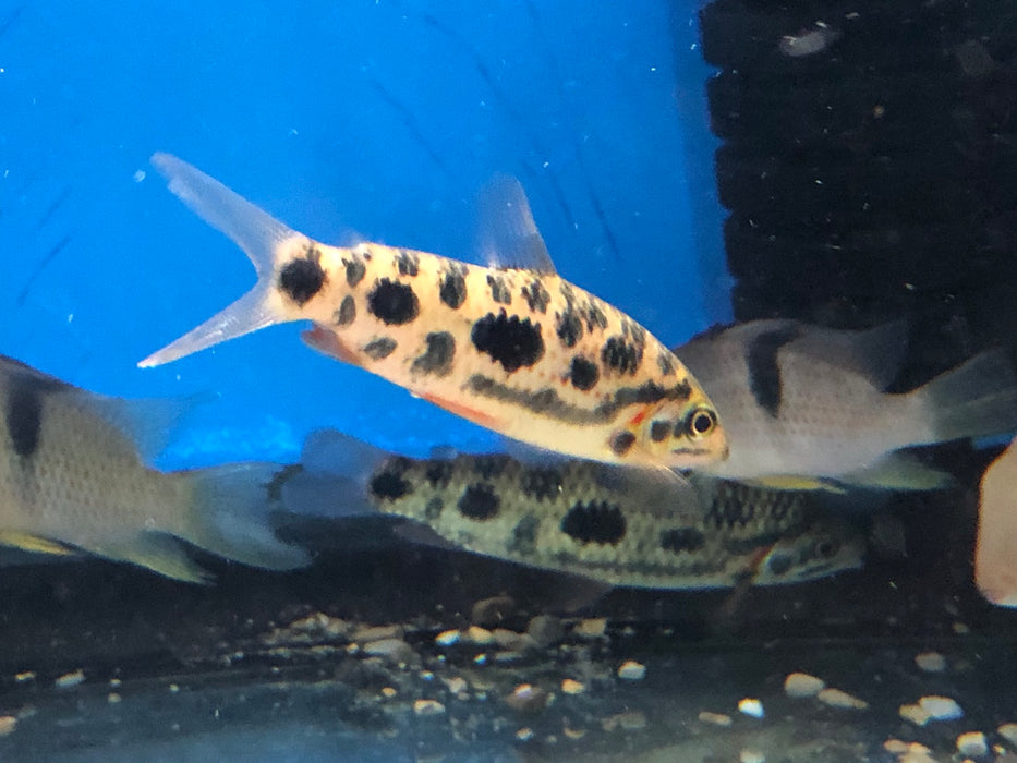 Strawberry Leporinus (Leporinus granti)