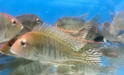 Red Head 'Tapajos' Geophagus