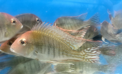 Red Head 'Tapajos' Geophagus