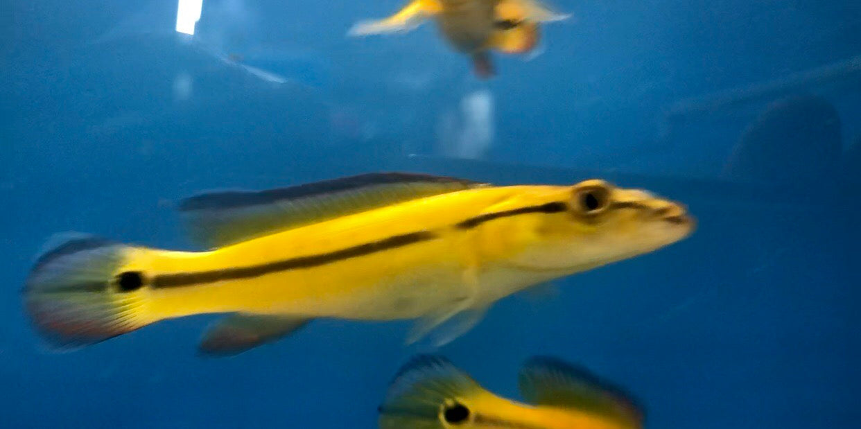 Xingu Pike Cichlid (Crenicichla xingu sp)