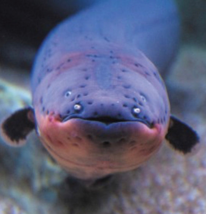 Electric Eel (Electrophorus electricus)