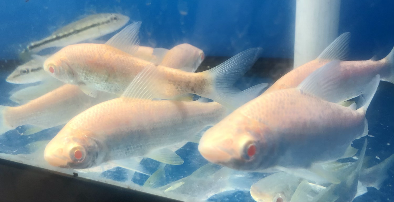 Albino Prochilodus (Prochilodus lineatus)