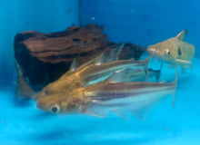 Load image into Gallery viewer, Iridescent Shark (Pangasianodon hypophthalmus)
